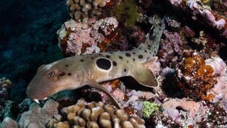 I'm walkin' here! An epaulette shark (Hemiscyllium ocellatum) at the Great Barrier Reef in Queensland, Australia.