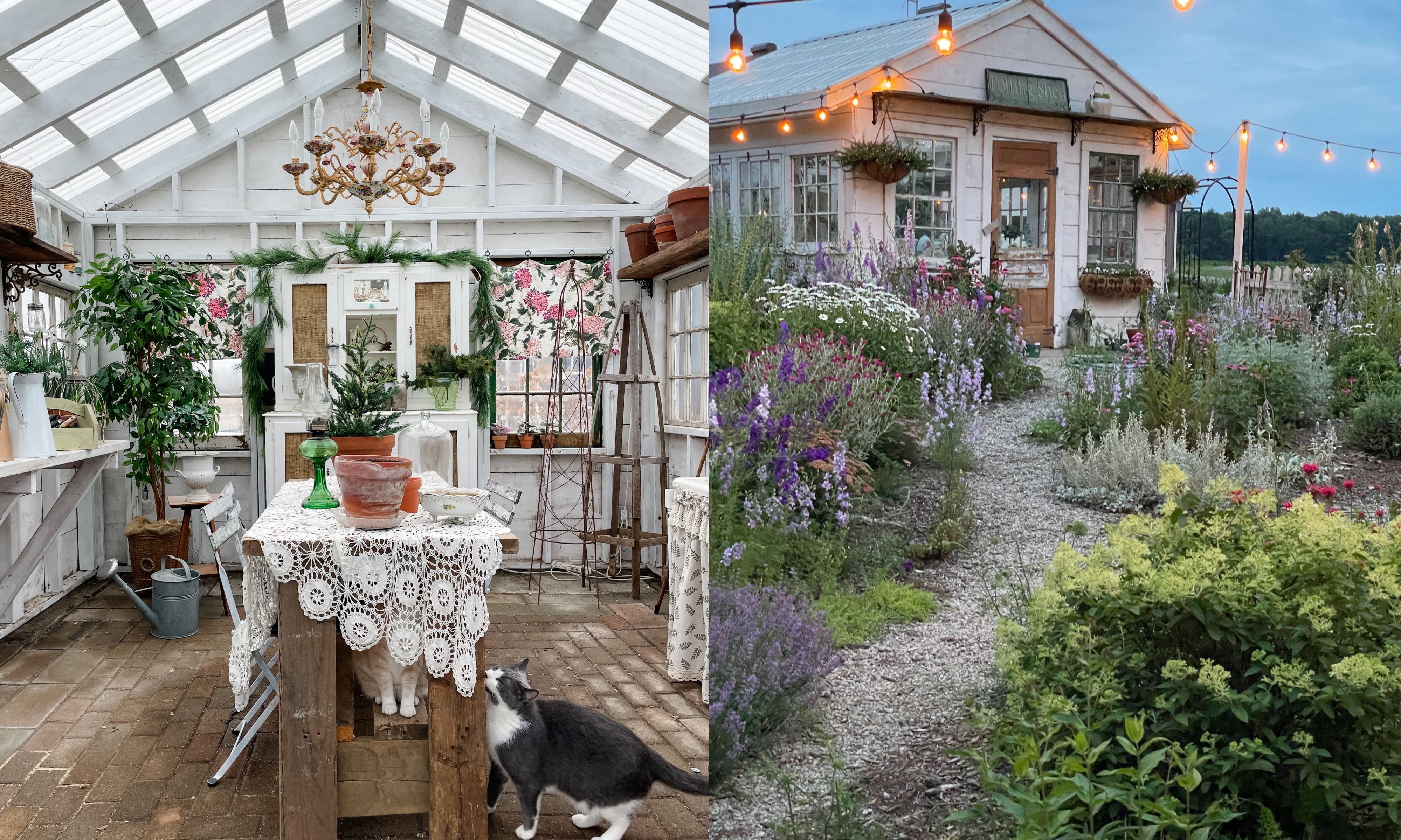 Split image of inside a rustic potting shed, and outside with flowers and festoon lights