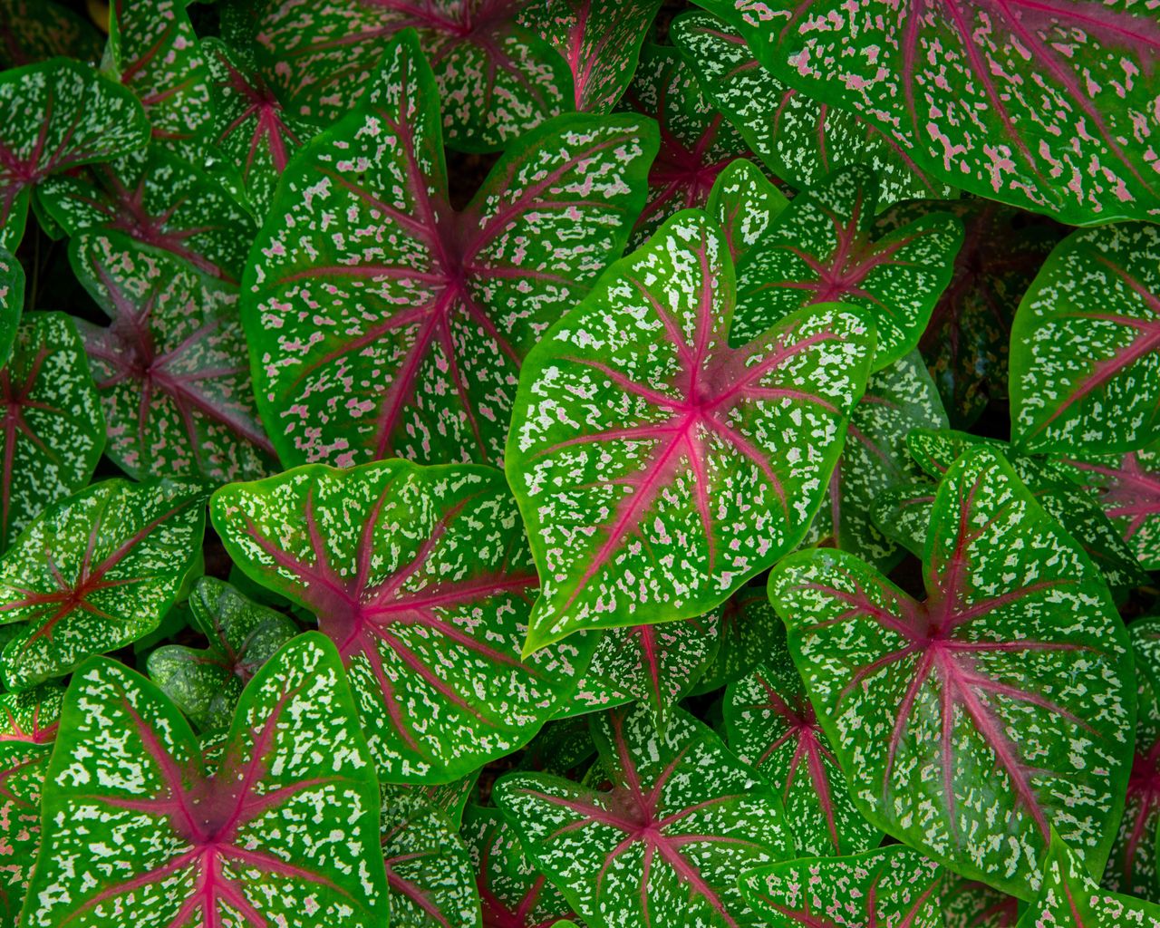 elephant ears plants with variegated foliage