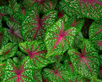 elephant ears plants with variegated foliage