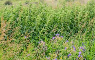 nettle beer