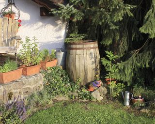 old wooden wine barrel (water butt) to collect rain water in garden