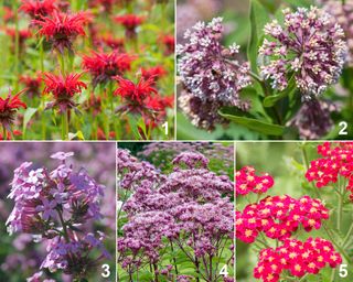 Native perennial plant palette for butterflies, including bee balm, milkweed, phlox Jeana, Joe Pye weed, and yarrow