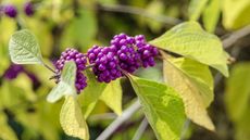 Close up of the purple berries of an American beautyberry in fall