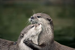 Otters - Woodland Trust