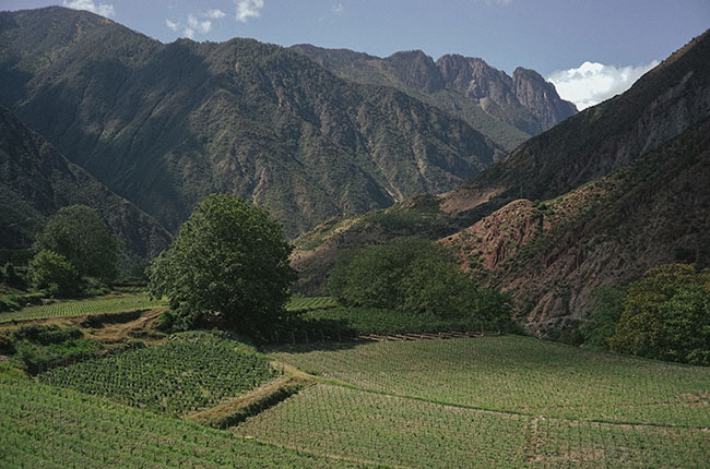 ao yun, naples auction