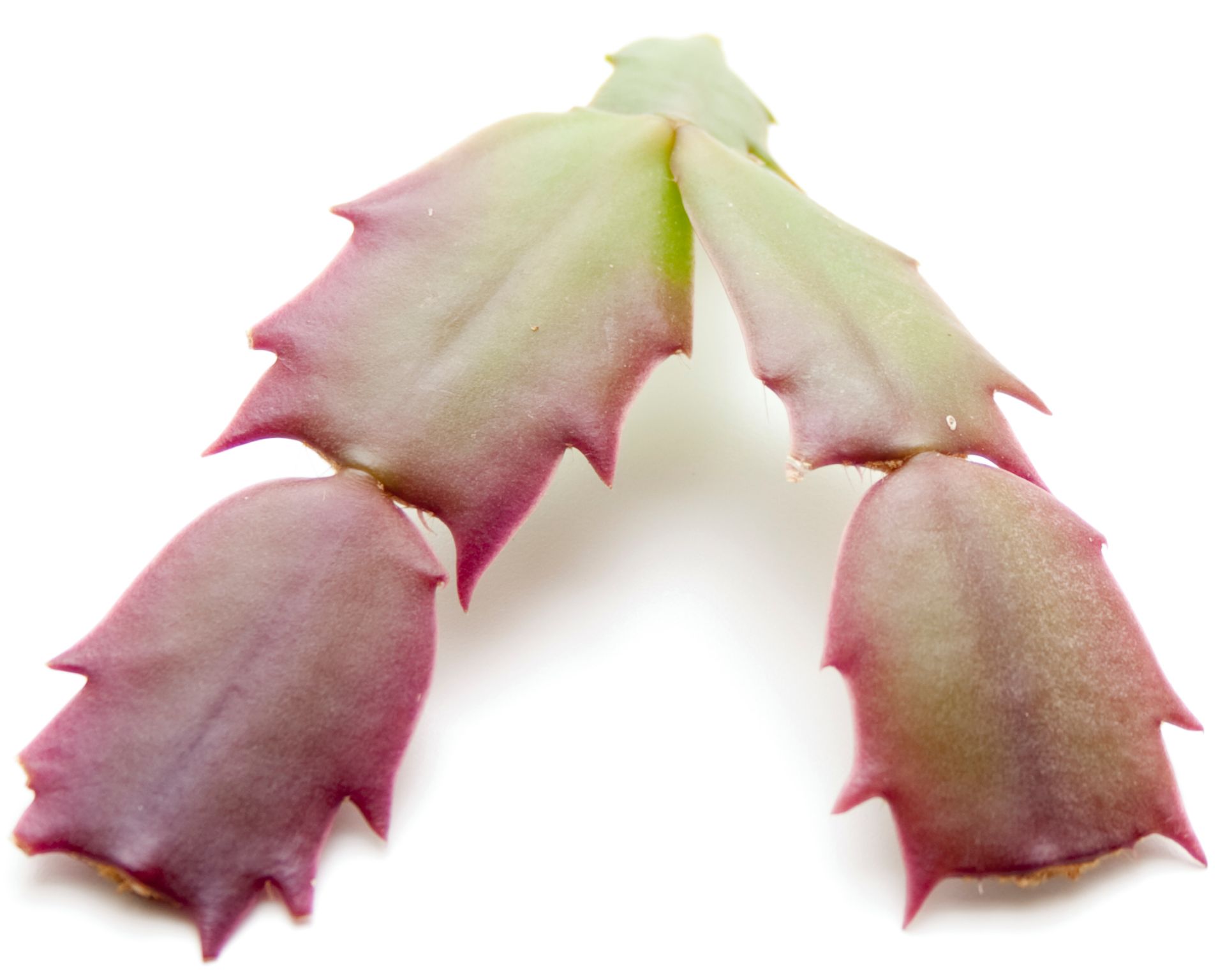 Christmas cactus Plant sheets on white background