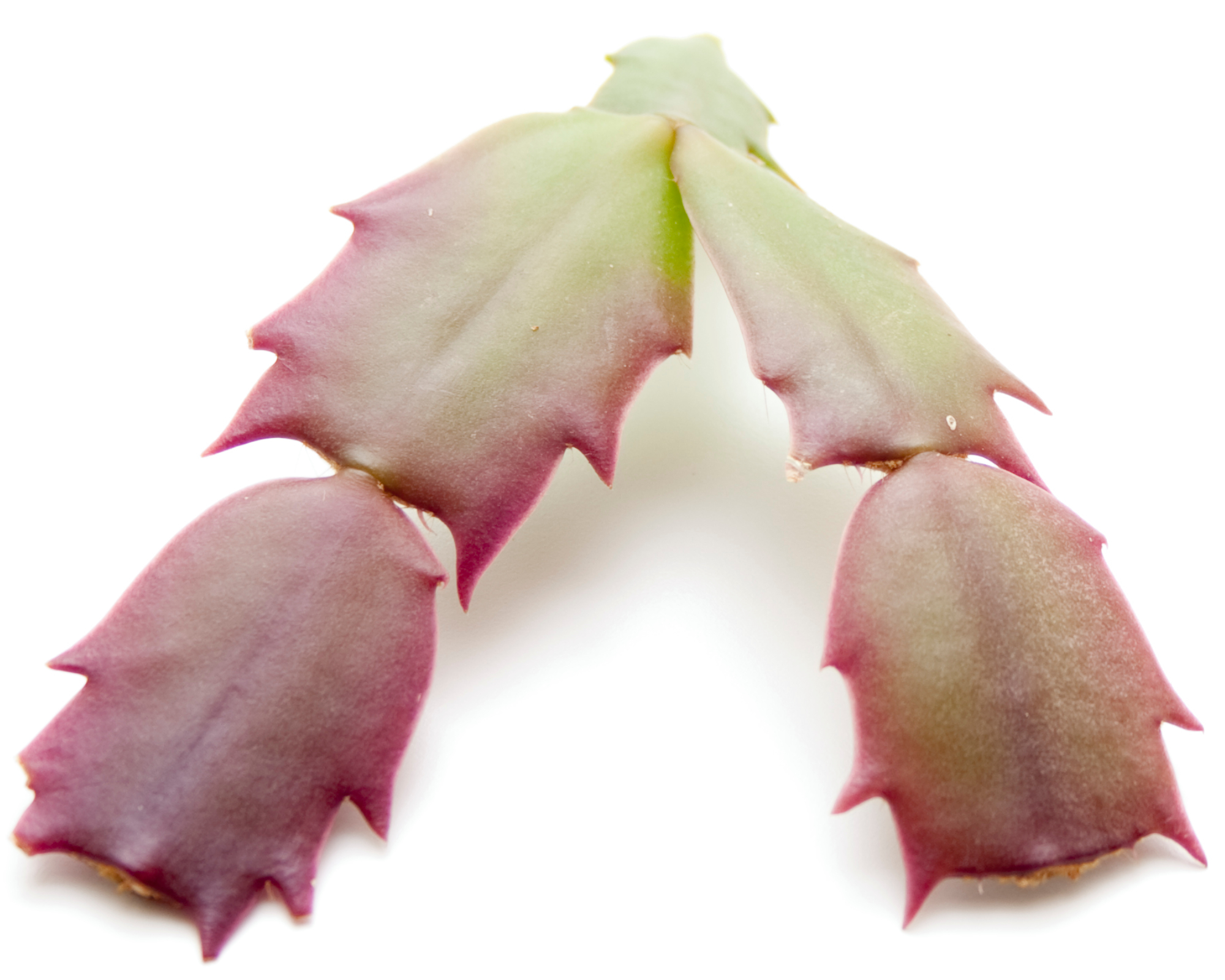Christmas cactus Plant sheets on white background
