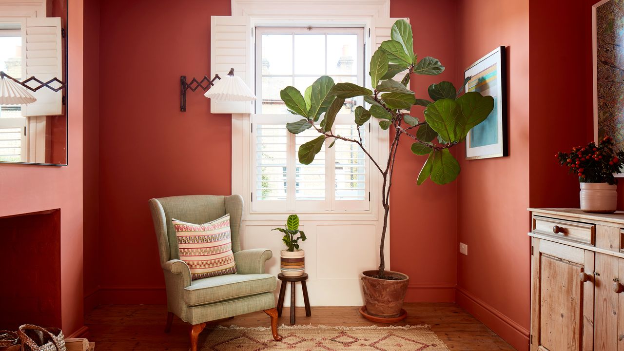 fiddle leaf fig in living room with terracotta coloured walls and wooden floors and armchair