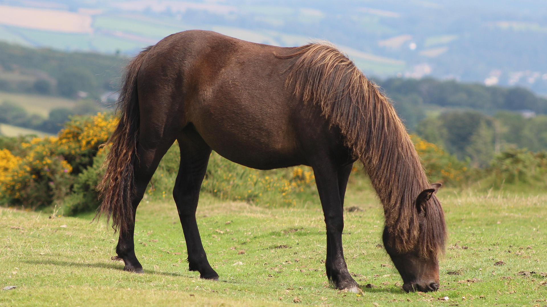 Dartmoor pony grazing