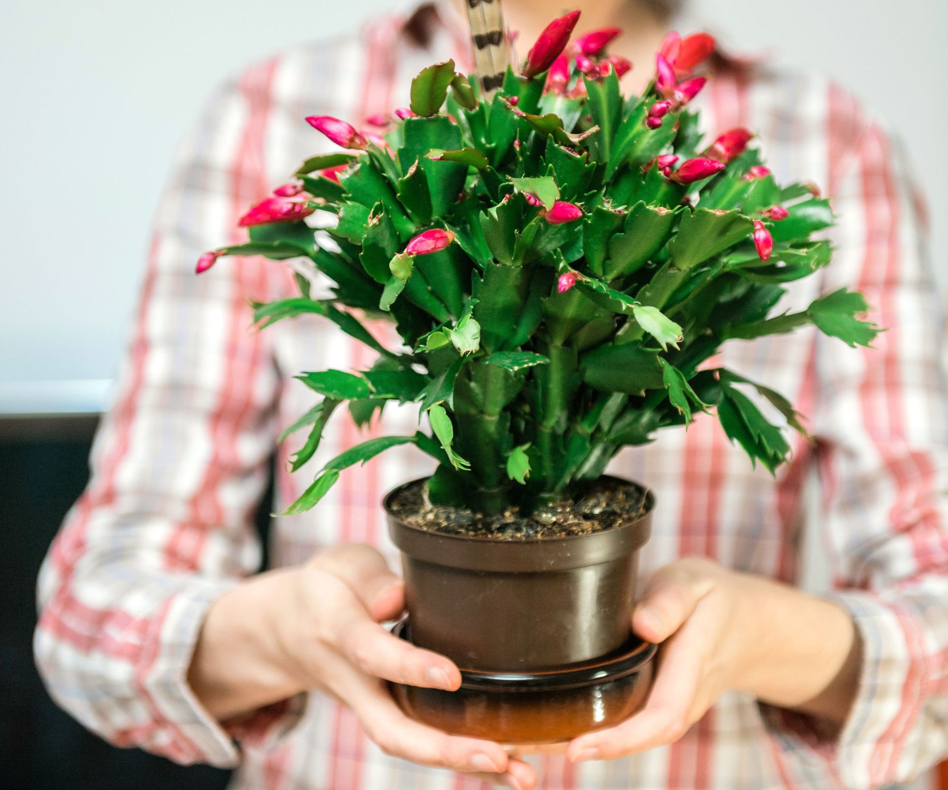Thanksgiving cactus in pot being held by person in red check-shirt