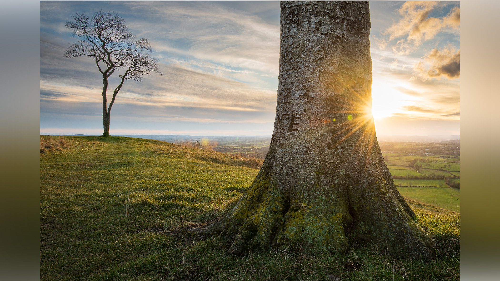 The sun shines behind a tree