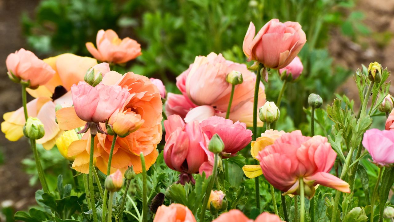 Ranunculus in garden