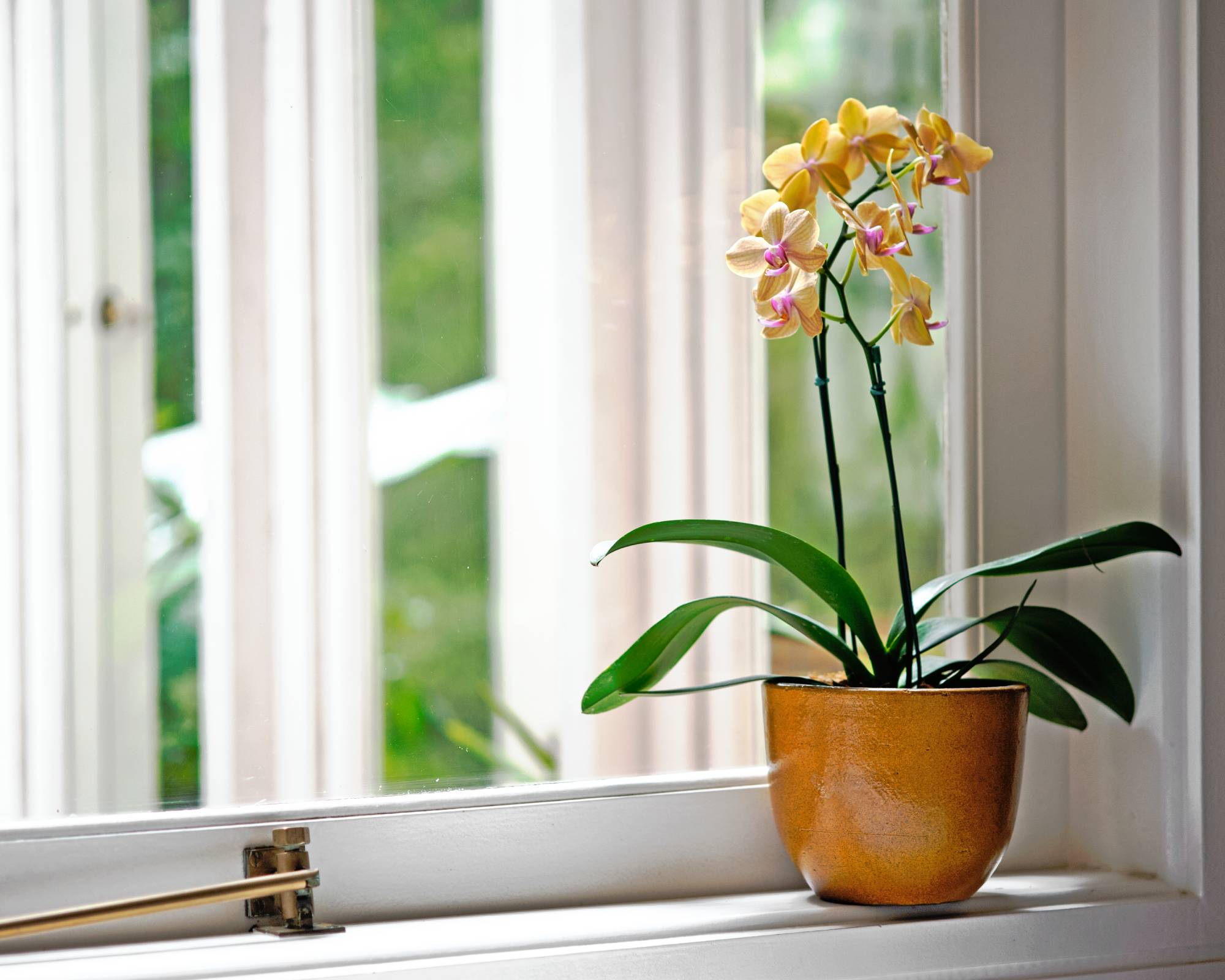 Orchid near window
