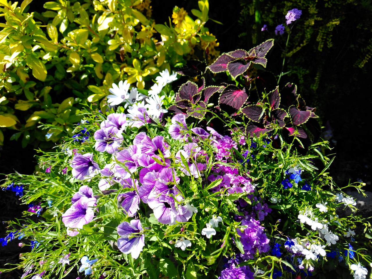 Yashica FX-D 300 example shot