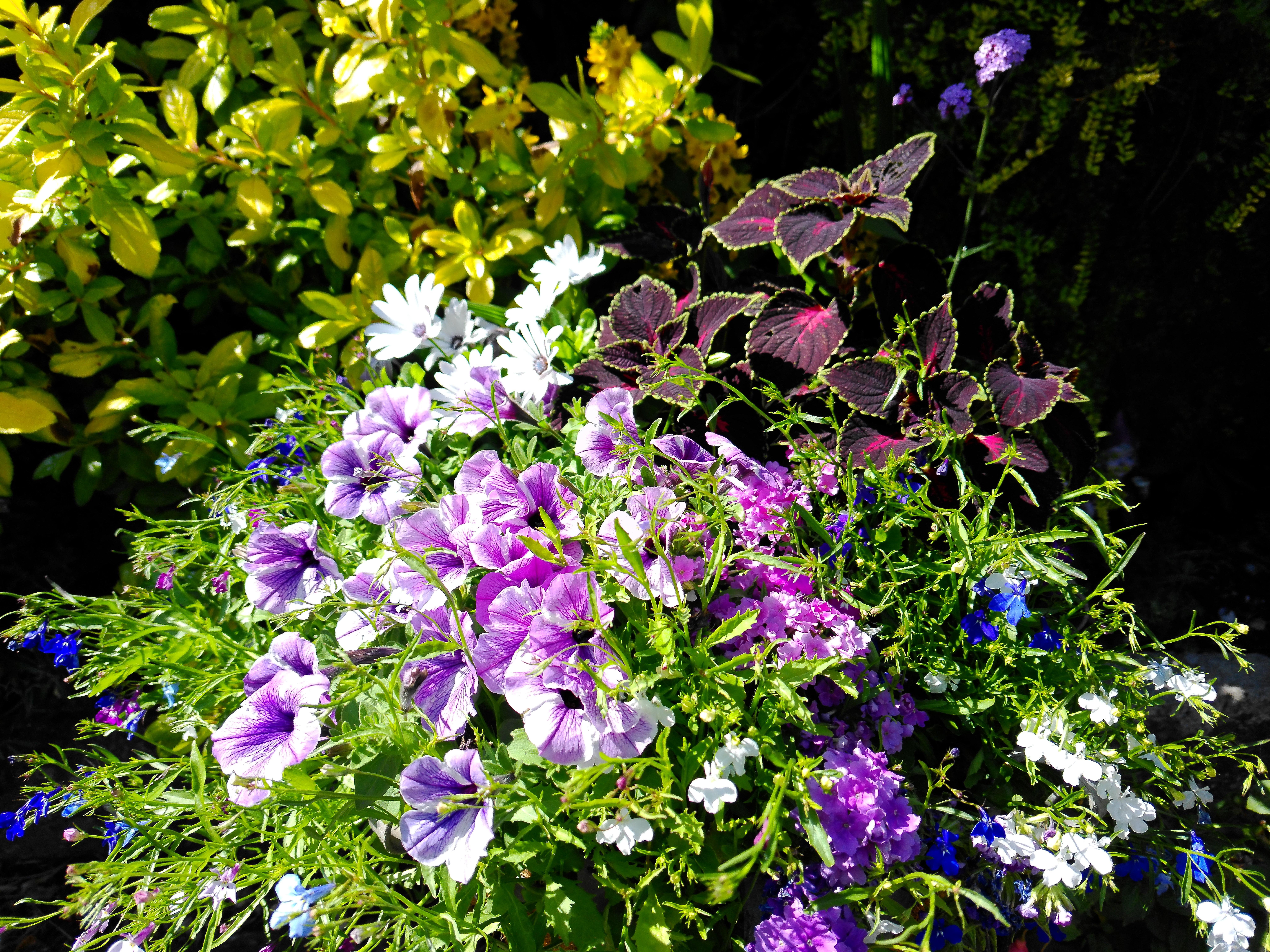 Yashica FX-D 300 example shot