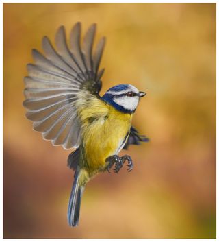 blue tit in flight against golden background