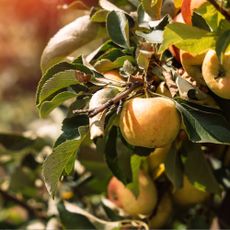 Apple tree with ripe apples on branches with sunlight - stock photo