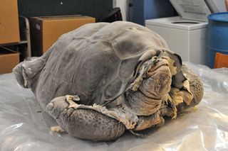 Lonesome George as he appeared upon arriving at the American Museum of Natural History in New York City.