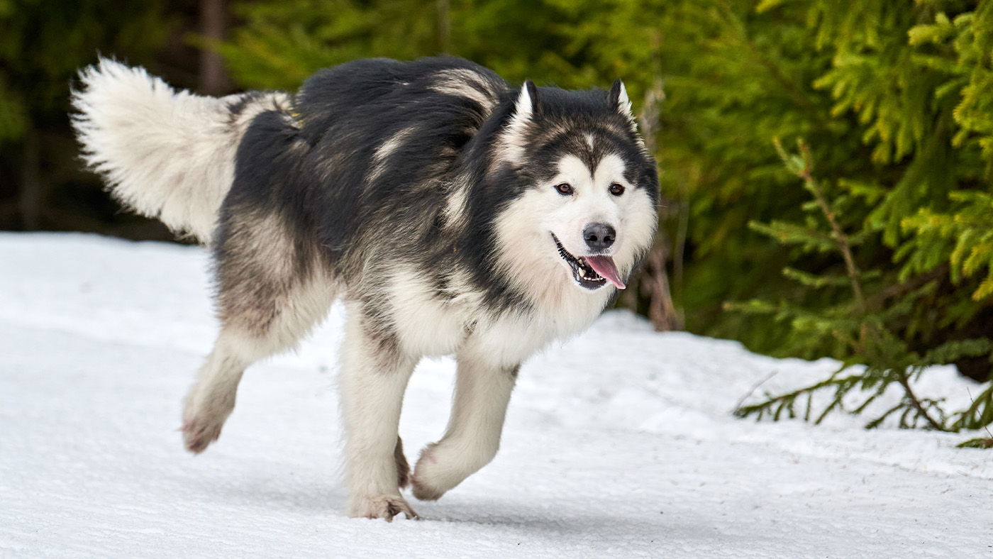Alaskan Malamute chasing something out of shot