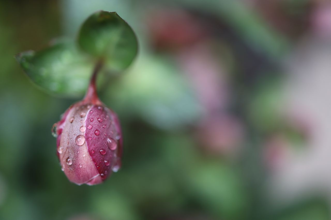 Canon EOS RP sample image