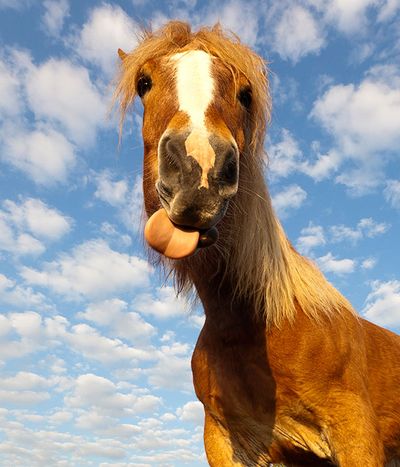 Daytime, Brown, Cloud, Summer, Adaptation, Jaw, Terrestrial animal, Camelid, Sunlight, Ecoregion,