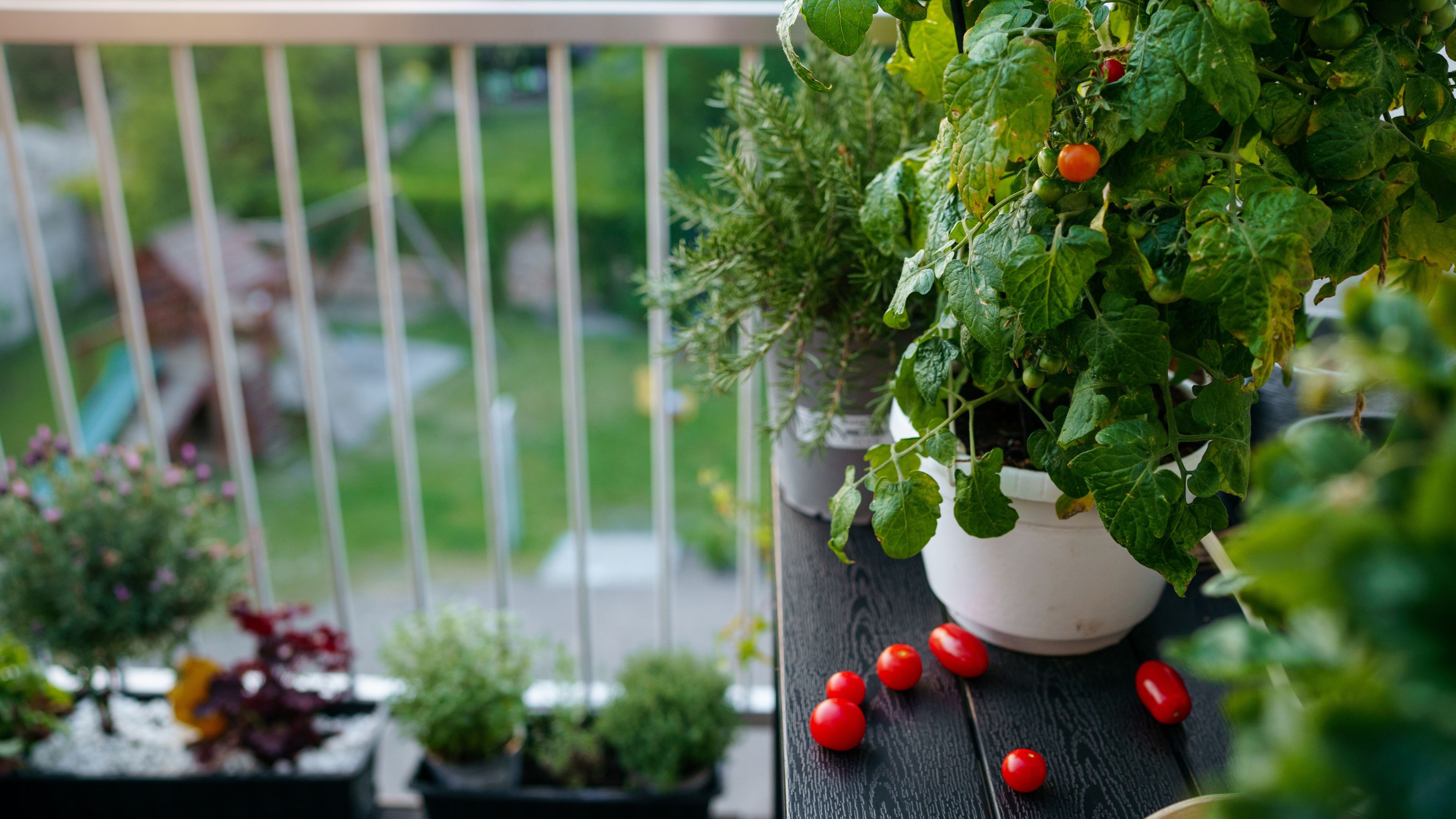 Tomatoes growing on tabletop on balcony