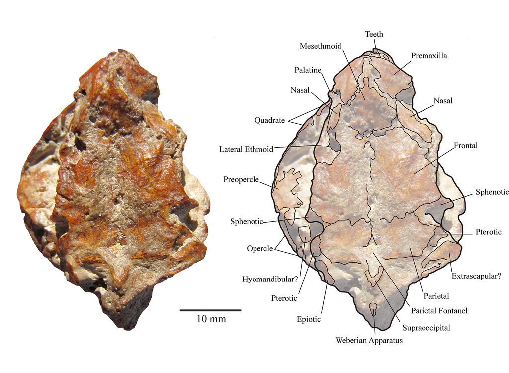 A fossil thought to be a lemur but really a fish.