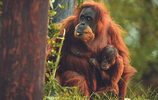 Chester Zoo’s finest are in the mood for love – or not in Secret Life of the Zoo