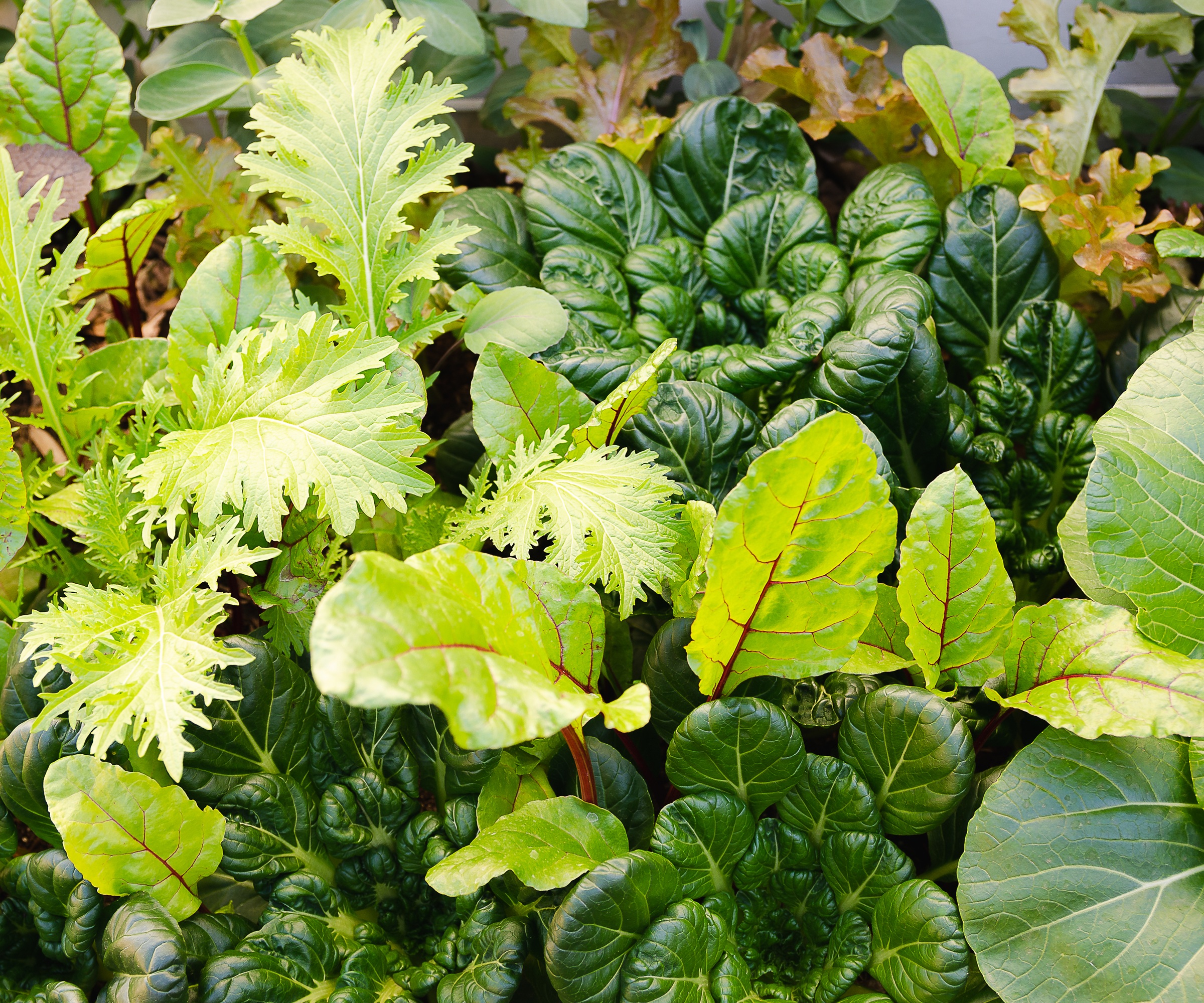 Mixed winter salad leaves