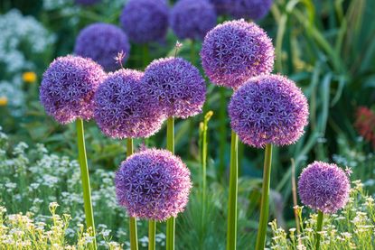 Best plants for beginners: 10 gorgeous varieties that are easy to grow ...