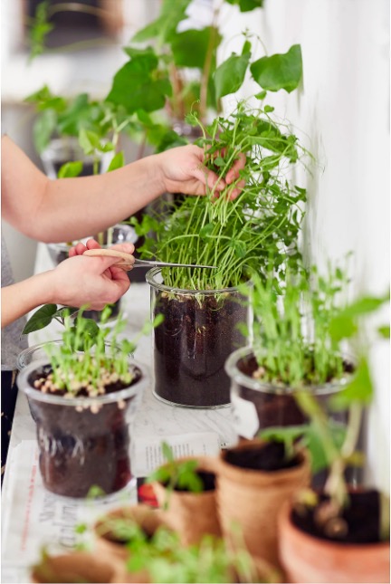 6 house plant tips – stay on top of your gardening in the heatwave ...