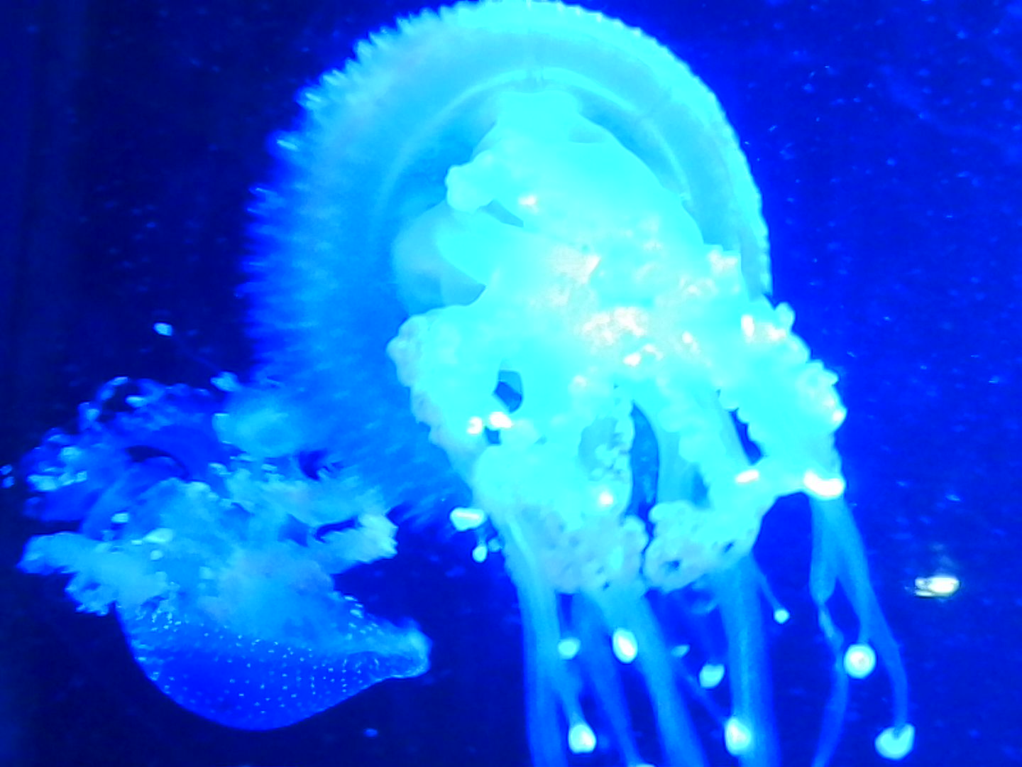 Kodak Charmera sample gallery: jellyfish in an aquarium