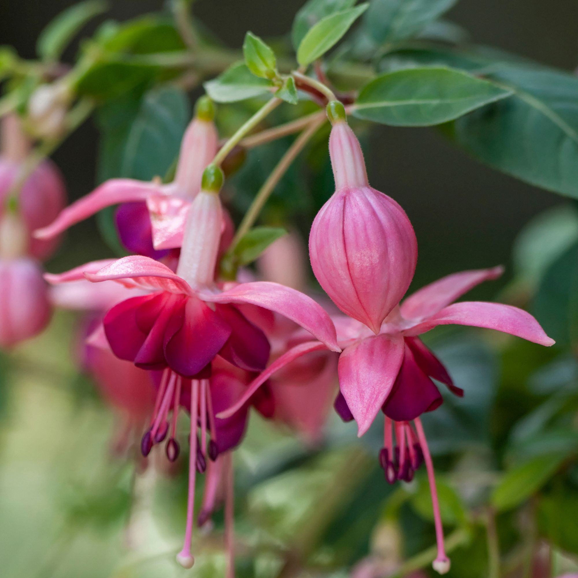 Pink flowering fuchsias