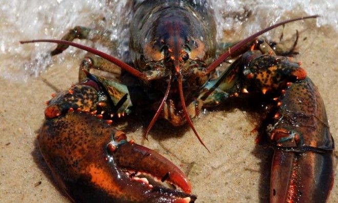 Lobsters, it turns out, accumulate rings as they age, similar to the way trees do. 