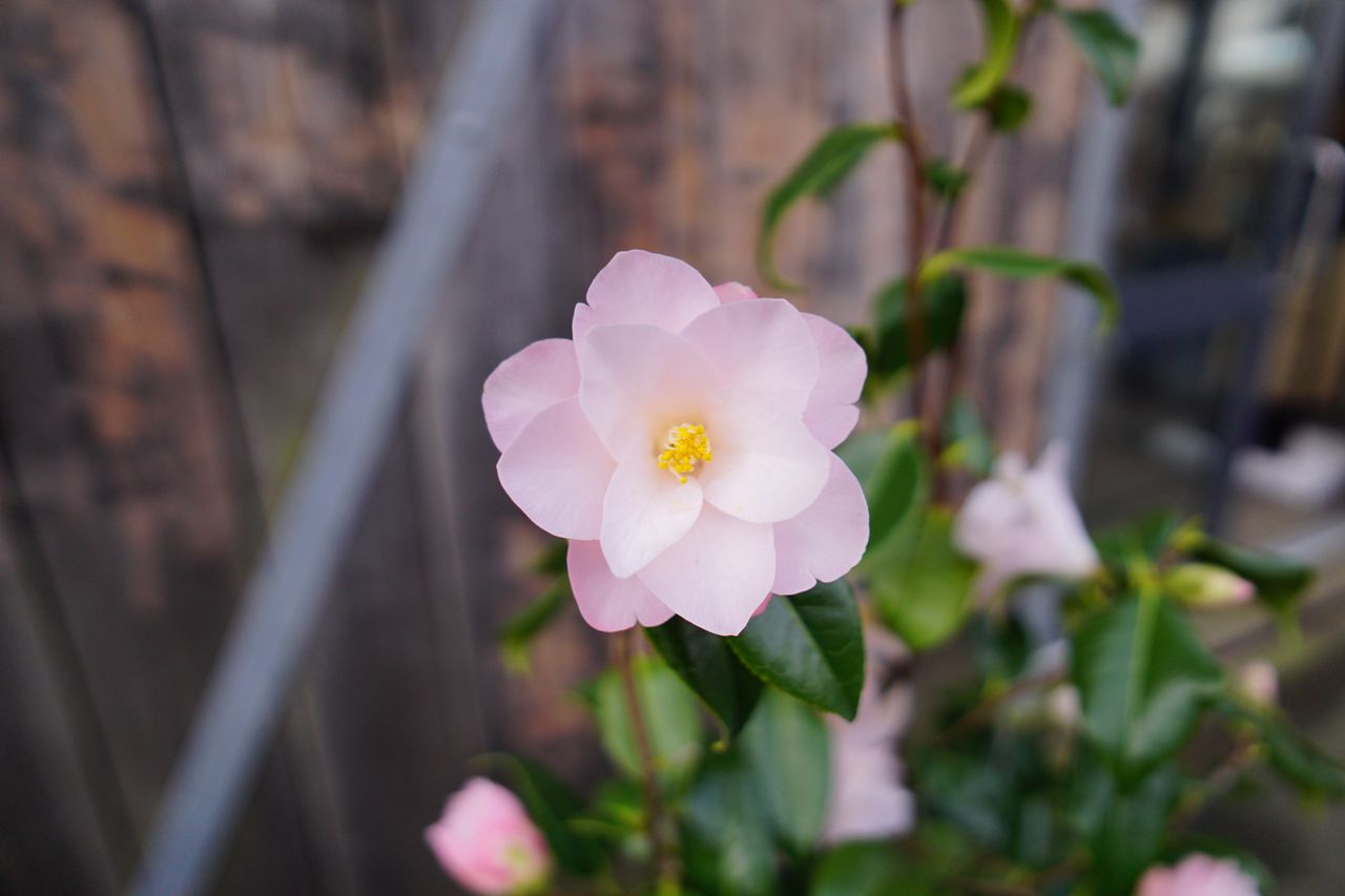 Sigma 15mm f/1.4 DC | C sample image