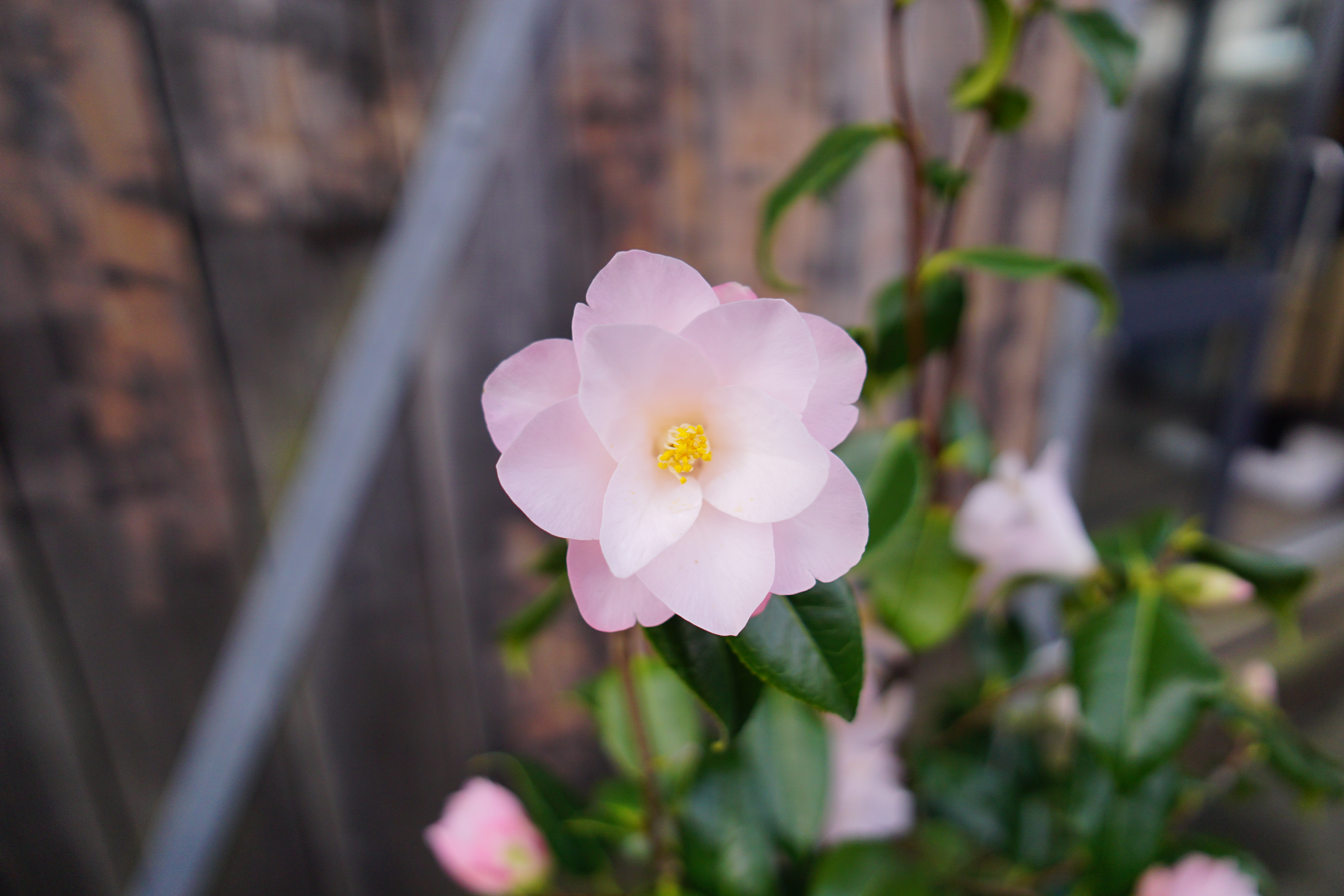 Sigma 15mm f/1.4 DC | C sample image