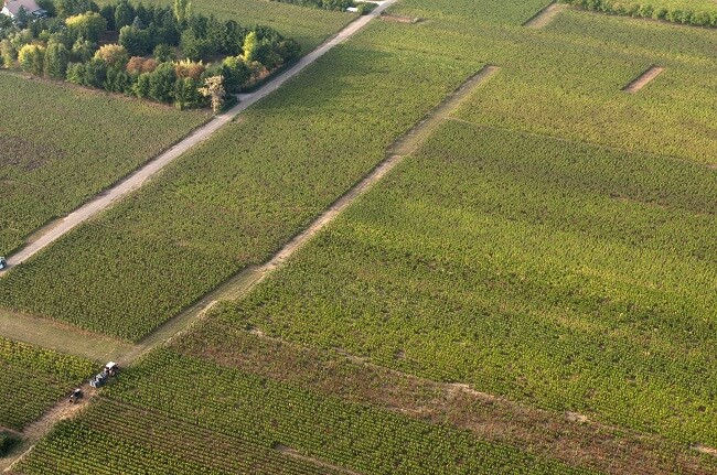 cote de nuits vineyards