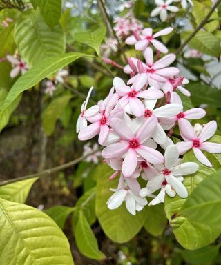 White and pink flowers of the white kopsia tree in Singapore