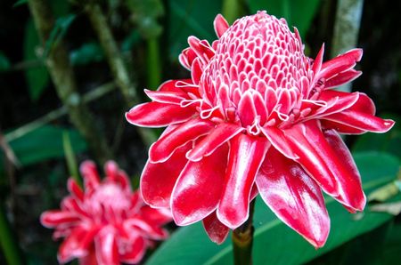 ginger flower