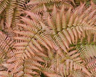 Close up of the copper shield fern (Dryopteris erythrosora)