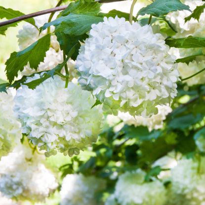 white hydrangeas