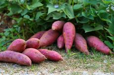 Pile Of Sweet Potatoes In The Garden