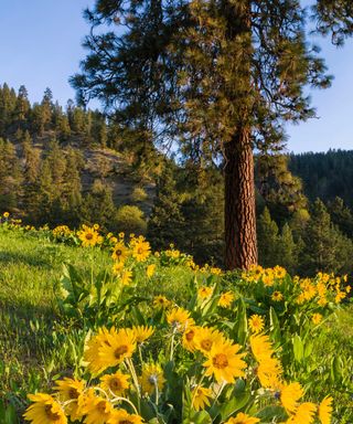 ponderosa pine with yellow flowers