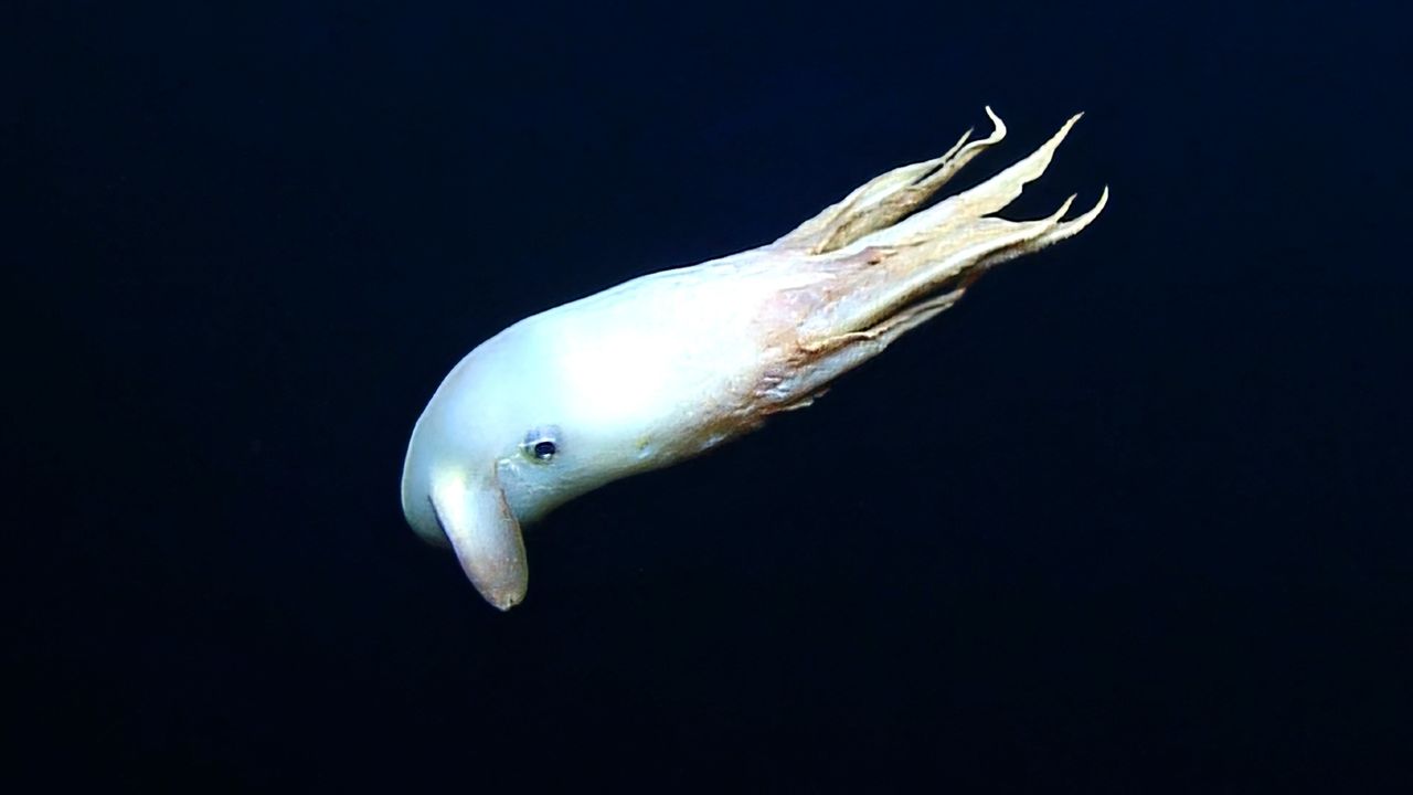 The dumbo octopus swimming through the dark deep sea