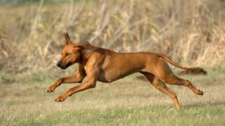 Rhodesian ridgeback running