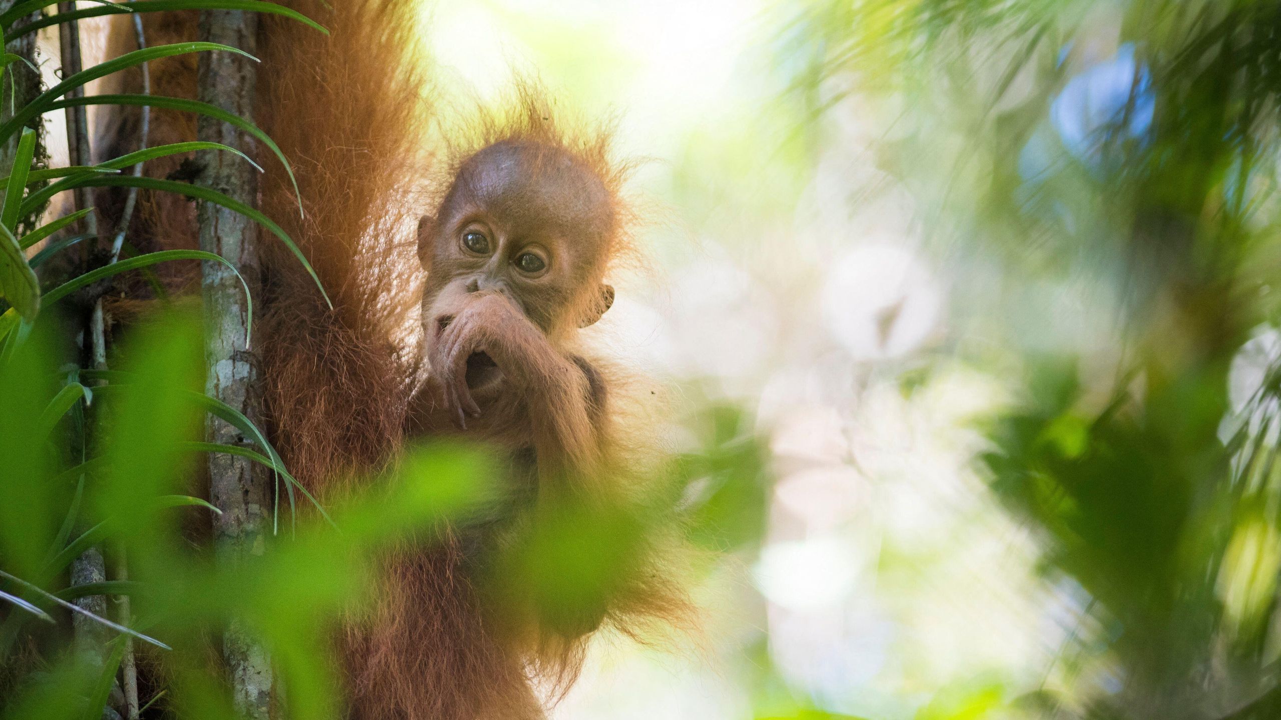 World’s rarest great ape decimated by 4 days of extreme rain, with 7% of population lost to cyclone