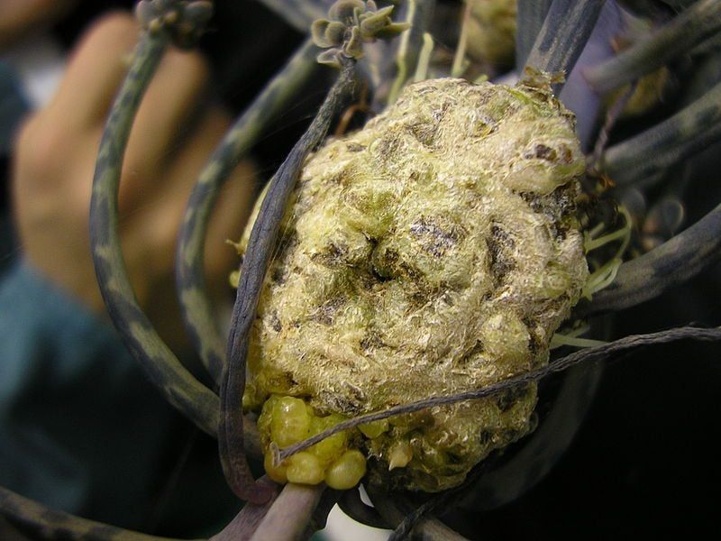 Wisteria Disease On Plant