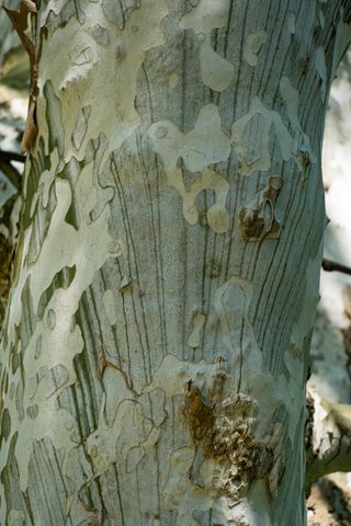 Close up of American Sycamore Tree bark