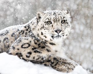 A snow leopard in the snow